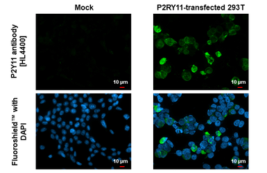 Anti-P2Y11 antibody [HL4400] used in Immunocytochemistry/ Immunofluorescence (ICC/IF). GTX643657