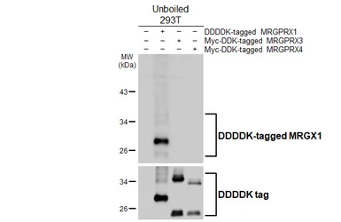 Anti-MRGX1 antibody [HL4402] used in Western Blot (WB). GTX643659