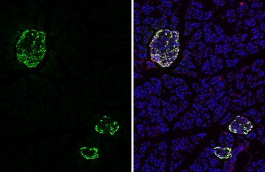 Anti-GLP1 antibody [HL4412] used in IHC (Frozen sections) (IHC-Fr). GTX643669