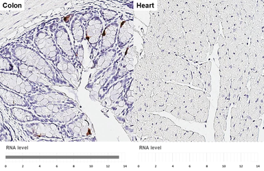 Anti-GLP1 antibody [HL4412] used in IHC (Paraffin sections) (IHC-P). GTX643669