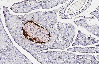 Anti-GLP1 antibody [HL4412] used in IHC (Paraffin sections) (IHC-P). GTX643669