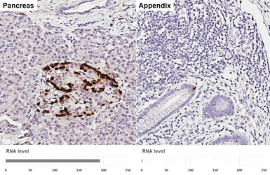 Anti-GLP1 antibody [HL4412] used in IHC (Paraffin sections) (IHC-P). GTX643669