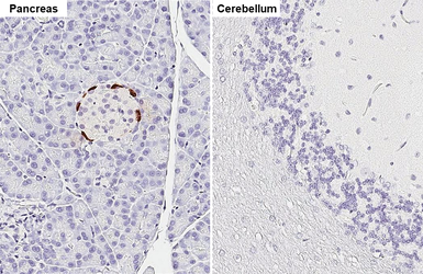 Anti-GLP1 antibody [HL4412] used in IHC (Paraffin sections) (IHC-P). GTX643669