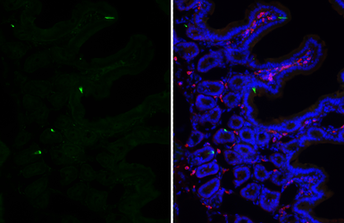Anti-GLP1 antibody [HL4412] used in IHC (Frozen sections) (IHC-Fr). GTX643669