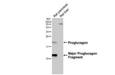Anti-GLP1 antibody [HL4412] used in Western Blot (WB). GTX643669