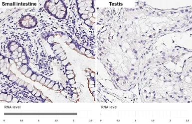 Anti-5-HT4 receptor antibody [HL4414] used in IHC (Paraffin sections) (IHC-P). GTX643671