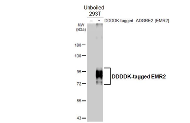 Anti-EMR2 antibody [HL4418] used in Western Blot (WB). GTX643707