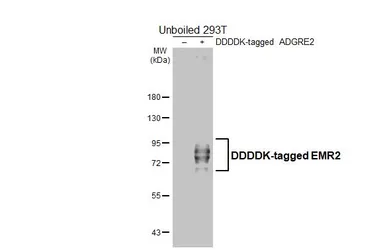 Anti-EMR2 antibody [HL4420] used in Western Blot (WB). GTX643709