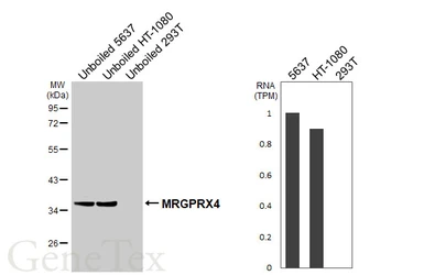 Anti-MRGPRX4 antibody [HL4421] used in Western Blot (WB). GTX643710