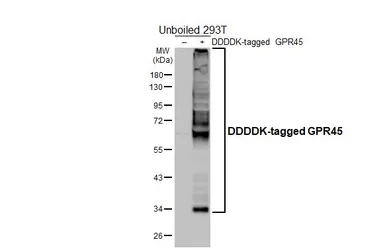 Anti-GPR45 antibody [HL4430] used in Western Blot (WB). GTX643719