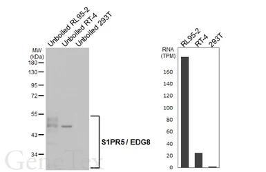 Anti-S1PR5 / EDG8 antibody [HL4439] used in Western Blot (WB). GTX643728