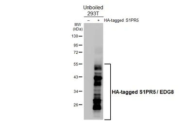 Anti-S1PR5 / EDG8 antibody [HL4439] used in Western Blot (WB). GTX643728
