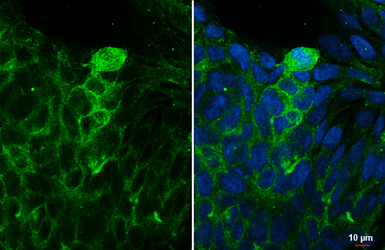 Anti-S1PR5 / EDG8 antibody [HL4439] used in Immunocytochemistry/ Immunofluorescence (ICC/IF). GTX643728