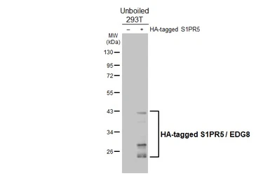 Anti-S1PR5 / EDG8 antibody [HL4442] used in Western Blot (WB). GTX643731