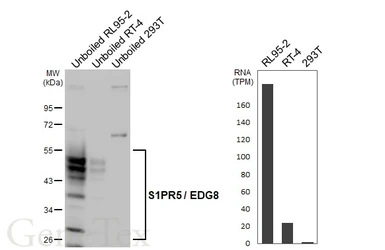 Anti-S1PR5 / EDG8 antibody [HL4442] used in Western Blot (WB). GTX643731