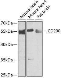 Anti-CD200 antibody used in Western Blot (WB). GTX64375