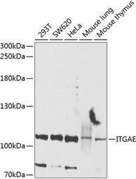 Anti-Integrin alpha E antibody used in Western Blot (WB). GTX64393
