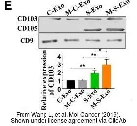 Anti-Integrin alpha E antibody used in Western Blot (WB). GTX64393