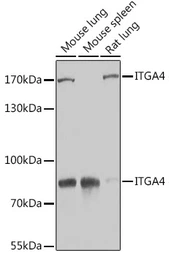 Anti-Integrin alpha 4 antibody used in Western Blot (WB). GTX64399