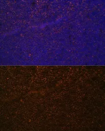 Anti-CD21 antibody used in IHC (Paraffin sections) (IHC-P). GTX64400