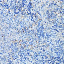 Anti-CD21 antibody used in IHC (Paraffin sections) (IHC-P). GTX64400