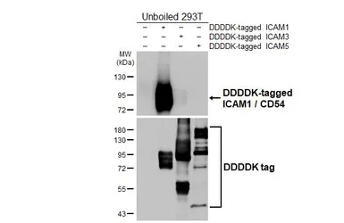 Anti-ICAM1 / CD54 antibody [HL4447] used in Western Blot (WB). GTX644012