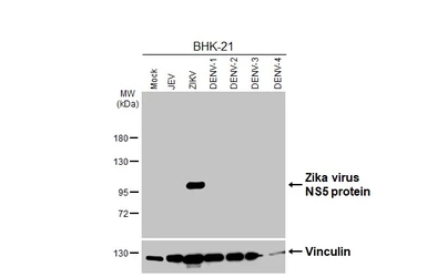 Anti-Zika virus NS5 protein antibody [HL4455] used in Western Blot (WB). GTX644020