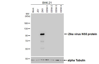 Anti-Zika virus NS5 protein antibody [HL4455] used in Western Blot (WB). GTX644020