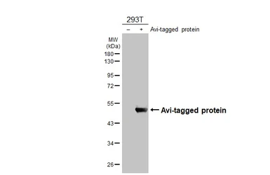 Anti-Avi tag antibody [HL4463] used in Western Blot (WB). GTX644028