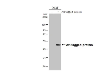 Anti-Avi tag antibody [HL4464] used in Western Blot (WB). GTX644029