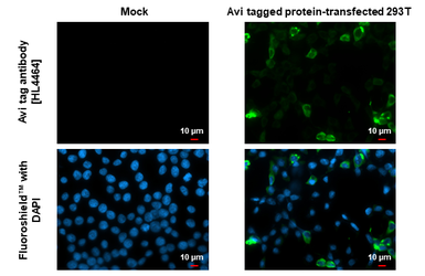 Anti-Avi tag antibody [HL4464] used in Immunocytochemistry/ Immunofluorescence (ICC/IF). GTX644029