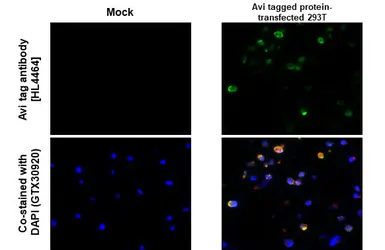 Anti-Avi tag antibody [HL4464] used in IHC-P (cell pellet) (IHC-P (cell pellet)). GTX644029