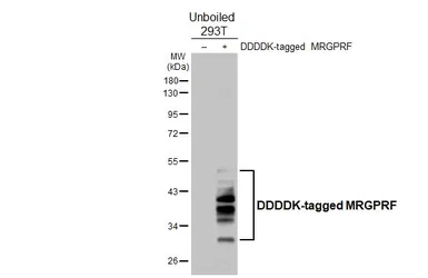 Anti-MRGPRF antibody [HL4466] used in Western Blot (WB). GTX644031