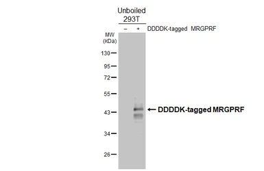 Anti-MRGPRF antibody [HL4466] used in Western Blot (WB). GTX644031