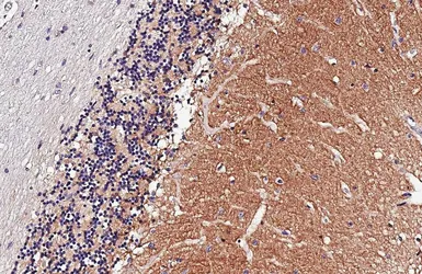Anti-MRGPRF antibody [HL4466] used in IHC (Paraffin sections) (IHC-P). GTX644031
