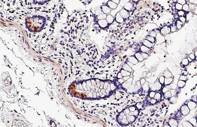 Anti-MRGPRF antibody [HL4466] used in IHC (Paraffin sections) (IHC-P). GTX644031