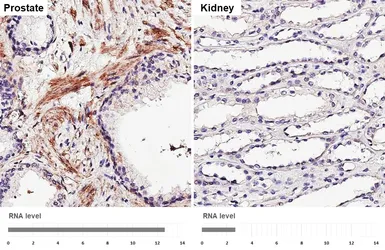 Anti-MRGPRF antibody [HL4466] used in IHC (Paraffin sections) (IHC-P). GTX644031