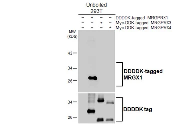 Anti-MRGX1 antibody [HL4467] used in Western Blot (WB). GTX644032