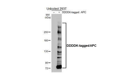 Anti-APC antibody [HL4473] used in Western Blot (WB). GTX644038
