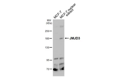 Anti-JMJD3 antibody [HL4474] used in Western Blot (WB). GTX644039
