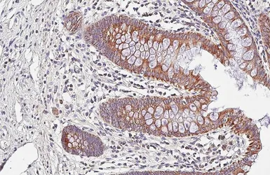 Anti-VDAC2 antibody [HL4477] used in IHC (Paraffin sections) (IHC-P). GTX644044