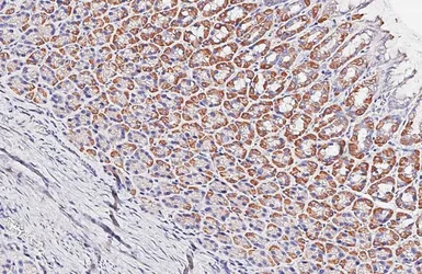 Anti-VDAC2 antibody [HL4477] used in IHC (Paraffin sections) (IHC-P). GTX644044