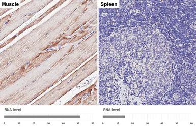 Anti-VDAC2 antibody [HL4477] used in IHC (Paraffin sections) (IHC-P). GTX644044