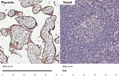 Anti-GPR126 antibody [HL4480] used in IHC (Paraffin sections) (IHC-P). GTX644047