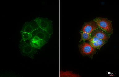 Anti-CELSR2 antibody [HL4485] used in Immunocytochemistry/ Immunofluorescence (ICC/IF). GTX644052