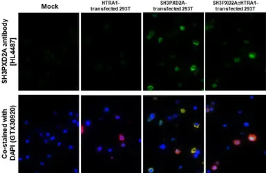 Anti-SH3PXD2A antibody [HL4487] used in IHC-P (cell pellet) (IHC-P (cell pellet)). GTX644054