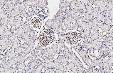 Anti-Oxytocin antibody [HL4492] used in IHC (Paraffin sections) (IHC-P). GTX644059