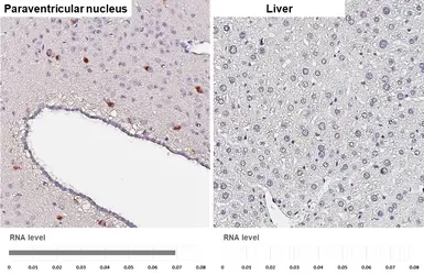 Anti-Oxytocin antibody [HL4492] used in IHC (Paraffin sections) (IHC-P). GTX644059
