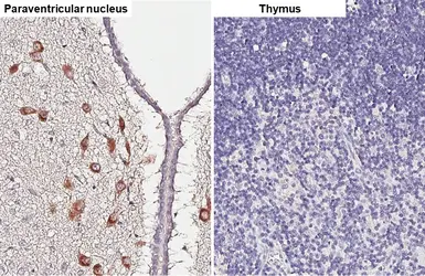 Anti-Oxytocin antibody [HL4492] used in IHC (Paraffin sections) (IHC-P). GTX644059