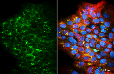 Anti-UXS1 antibody [HL4502] used in Immunocytochemistry/ Immunofluorescence (ICC/IF). GTX644072